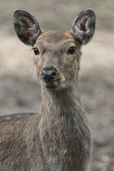 Dappled Deer Close Portrait Captured Wild Wildlife Animal Photography — Stock Photo, Image