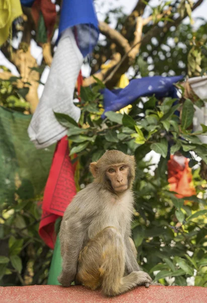 Małpa Modlitwy Flagi Świątyni Swayambunath Katmandu Religia Nepalu — Zdjęcie stockowe