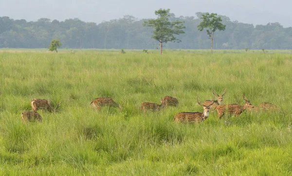 Sika Ciervos Moteados Naturaleza Capturado Selva Vida Silvestre Animal Foto — Foto de Stock