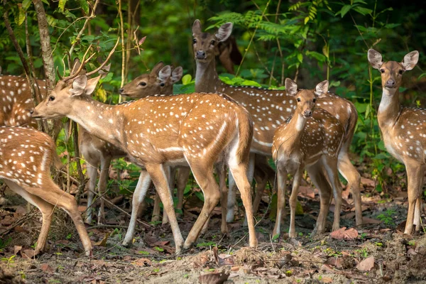 ニホンジカや斑点を付けられたシカは ジャングルの中で群れ 野生動物や動物の写真 日本鹿シカ — ストック写真