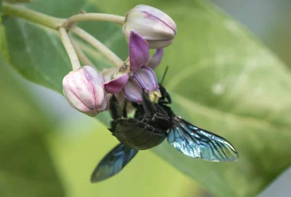 Xylocopa Valga Carpenter Bee Calotropis Procera Apple Sodom Flowers Macro — Stock Photo, Image