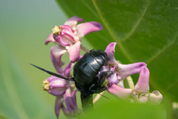 Xylocopa Valga Lub Pszczoła Stolarz Calotropis Procera Lub Jabłko Kwiatów — Zdjęcie stockowe