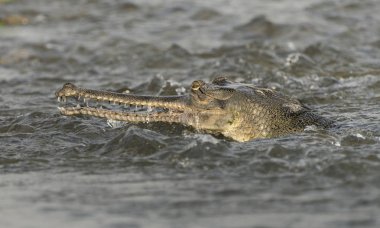 Gharial veya yanlış gavial yakın çekim portre nehrinde. Asya yaban hayatı hayvan fotoğraf
