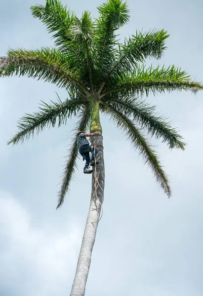 Homem Adulto Sobe Coqueiro Alto Com Corda Para Obter Nozes — Fotografia de Stock