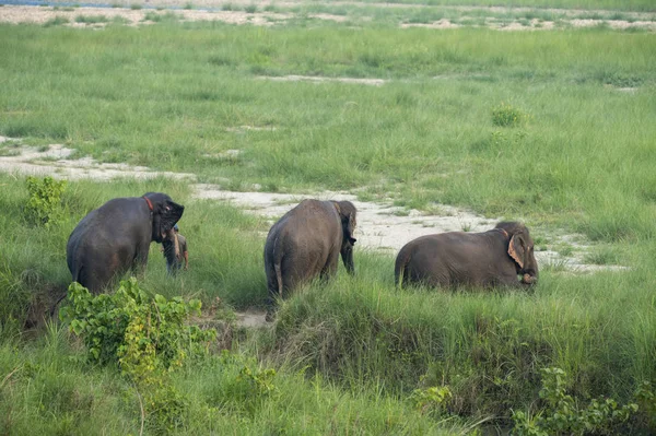 Grupp Asiatisk Elefant Med Bad Dammen Djurlivet Foto Asien — Stockfoto