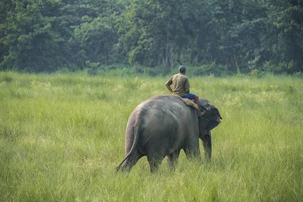 Mahout Eller Elefant Ryttare Rider Kvinnlig Elefant Djurliv Och Landsbygdens — Stockfoto