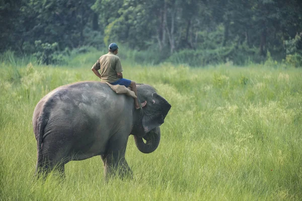 Mahout Elefante Montando Elefante Fêmea Vida Selvagem Foto Rural Elefantes — Fotografia de Stock