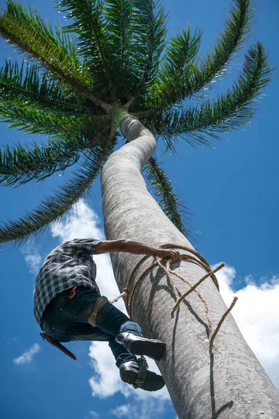 Vuxen Man Klättrar Tall Kokosnöt Träd Med Rep Att Coco — Stockfoto