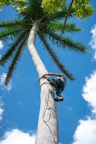 成人男性は ココのナットを得るためにロープで背の高いヤシの木を登っていきます 収穫と農家のカリブ海諸国で動作します — ストック写真