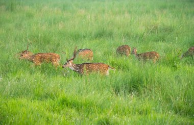Sika veya benekli geyikler de fil cephede sürüsü. Hayvan ve yaban hayatı fotoğraf. Japon geyik Cervus nippon