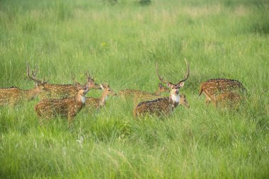 Sika veya benekli geyikler de fil cephede sürüsü. Hayvan ve yaban hayatı fotoğraf. Japon geyik Cervus nippon