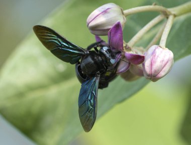 Xylocopa valga ya da Calotropis procera ya da Sodom çiçeklerinin elması üzerinde marangoz arısı. Sığ DOF ile Macro