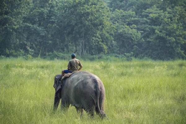 Mahout Elefante Montando Elefante Fêmea Vida Selvagem Foto Rural Elefantes — Fotografia de Stock