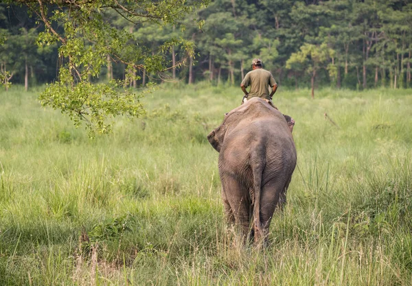 Οδηγός Ελέφαντος Ελέφαντα Αναβάτη Ιππασίας Ένα Θηλυκό Ελέφαντα Άγρια Ζώα — Φωτογραφία Αρχείου
