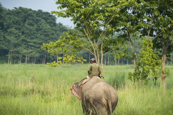 Elefánthajcsár Vagy Elefánt Lovas Lovaglás Női Elefánt Vadon Élő Állatok — Stock Fotó