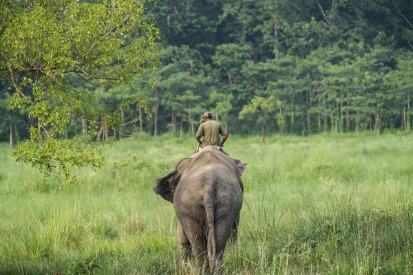 Mahout Elefante Montando Elefante Fêmea Vida Selvagem Foto Rural Elefantes — Fotografia de Stock