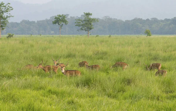 Sika Ciervos Moteados Naturaleza Capturado Selva Vida Silvestre Animal Foto — Foto de Stock