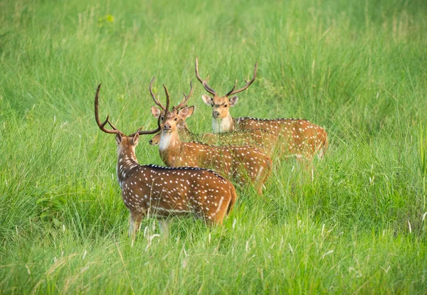 ニホンジカや斑点を付けられたシカは 象の草の群れ 野生動物や動物の写真 日本鹿シカ — ストック写真