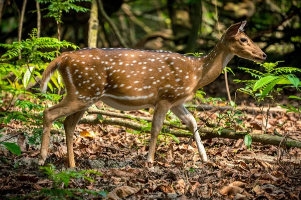 Viu Sika Veado Selva Vida Selvagem Foto Animal Cervos Japoneses — Fotografia de Stock