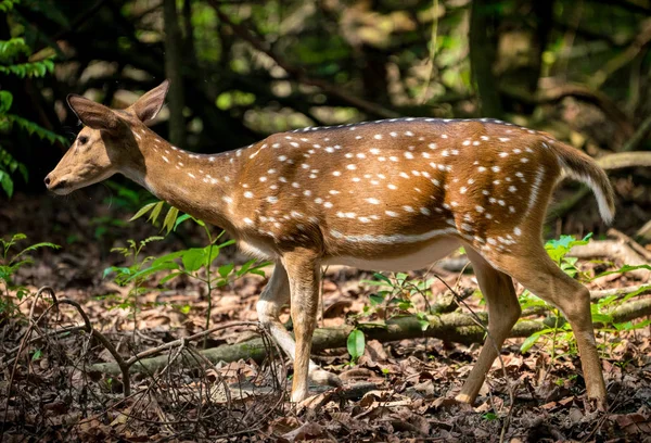 発見またはジャングルの中でエゾシカ 野生動物や動物の写真 日本語やぶちの鹿 — ストック写真