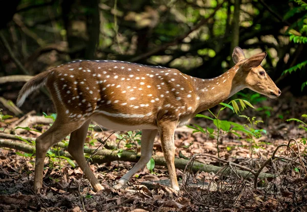 Viu Sika Veado Selva Vida Selvagem Foto Animal Cervos Japoneses — Fotografia de Stock