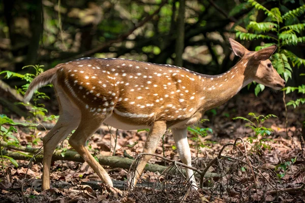 Viu Sika Veado Selva Vida Selvagem Foto Animal Cervos Japoneses — Fotografia de Stock