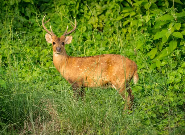 Gefleckte Oder Sika Hirsche Dschungel Tier Und Tierfotos Japanischer Oder — Stockfoto