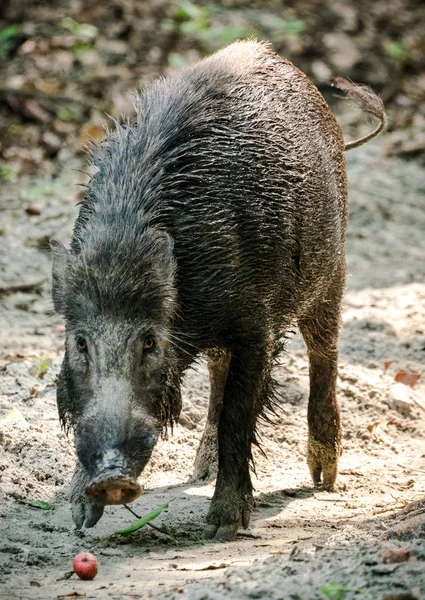 Wildschweinmännchen Füttern Sich Dschungel Asien Tier Und Tierfotos — Stockfoto