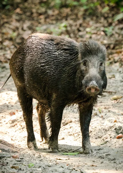 Wild Boar Male Feeding Jungle Asia Wildlife Animal Photo — Stock Photo, Image