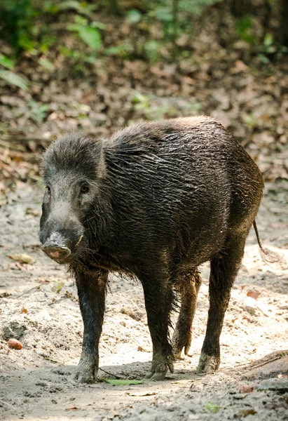 Javali Selvagem Macho Alimentando Selva Ásia Vida Selvagem Animal Foto — Fotografia de Stock