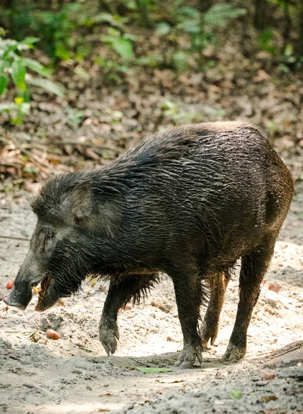 Wild Boar Male Feeding Jungle Asia Wildlife Animal Photo — Stock Photo, Image