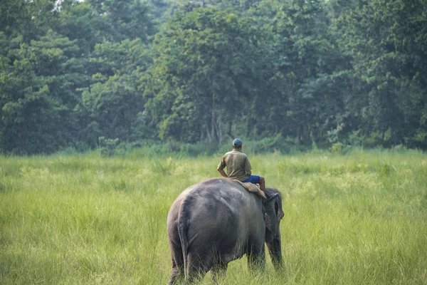 Mahout Eller Elefant Ryttare Rider Kvinnlig Elefant Djurliv Och Landsbygdens — Stockfoto