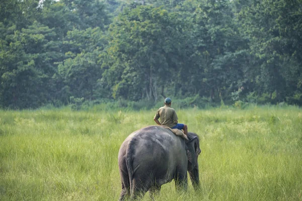 Mahout Elefante Montando Elefante Fêmea Vida Selvagem Foto Rural Elefantes — Fotografia de Stock