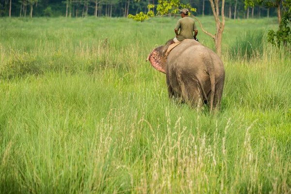 Mahout Eller Elefant Ryttare Rider Kvinnlig Elefant Djurliv Och Landsbygdens — Stockfoto