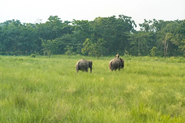 Mahout Eller Elefant Rider Med Två Elefanter Äng Djurliv Och — Stockfoto