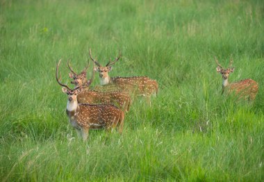 Sika veya benekli geyikler de fil cephede sürüsü. Hayvan ve yaban hayatı fotoğraf. Japon geyik Cervus nippon