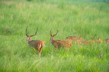 Sika veya benekli geyikler de fil cephede sürüsü. Hayvan ve yaban hayatı fotoğraf. Japon geyik Cervus nippon