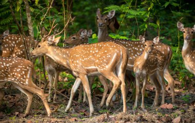 Sika veya benekli geyikler ormanda sürüsü. Hayvan ve yaban hayatı fotoğraf. Japon geyik Cervus nippon
