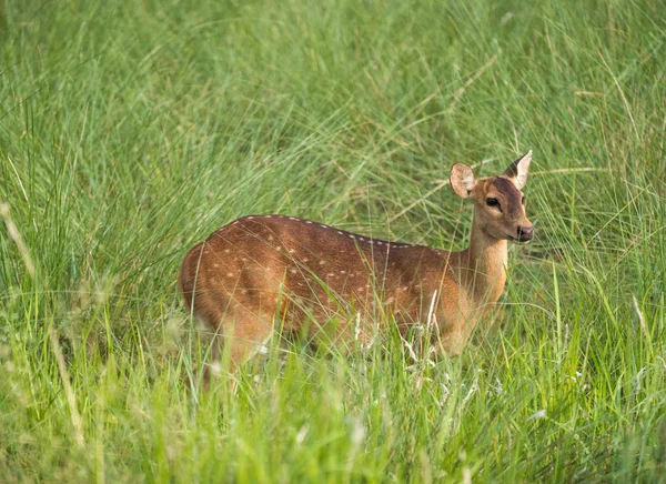 Sika Cerf Tacheté Dans Enchevêtrement Herbe Éléphant Photo Animalière Animalière — Photo