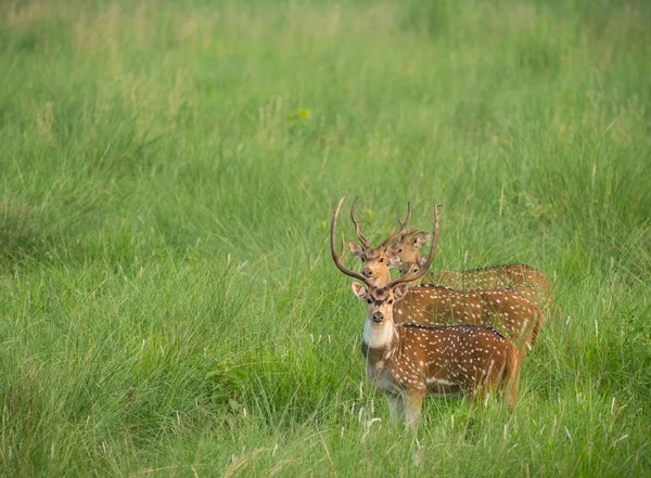 Sika 발견된 Deers 코끼리 잔디에 사진입니다 Cervus Nippon — 스톡 사진