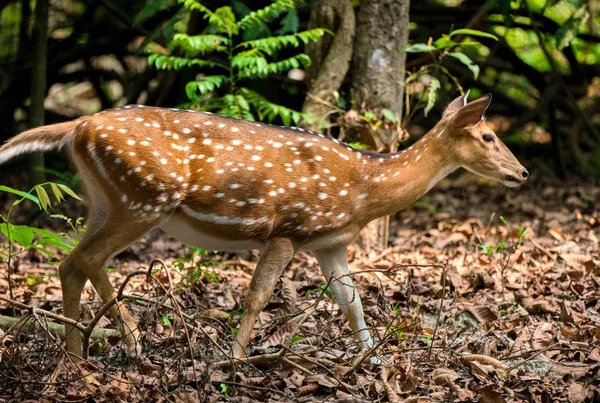 発見またはジャングルの中でエゾシカ 野生動物や動物の写真 日本語やぶちの鹿 — ストック写真