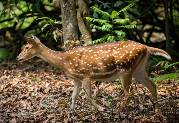 Spotted Sika Deer Jungle Wildlife Animal Photo Japanese Dappled Deer — Stock Photo, Image