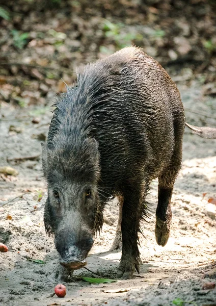 アジアのジャングルに与えているイノシシ男性 野生動物や動物の写真 — ストック写真