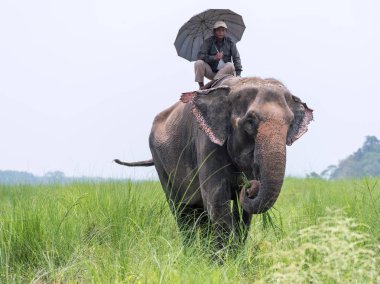 Bir dişi fil sürme şemsiye ile fil veya fil binici. Chitwan Milli Parkı, Nepal. Yaz 2018. Yaban hayatı ve kırsal fotoğraf. Evcil hayvan olarak Asya filler