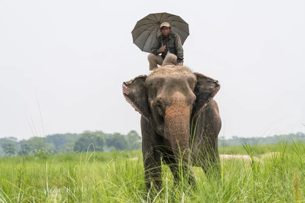 Elefánthajcsár Vagy Elefánt Lovas Esernyővel Lovaglás Női Elefánt Chitwan National — Stock Fotó