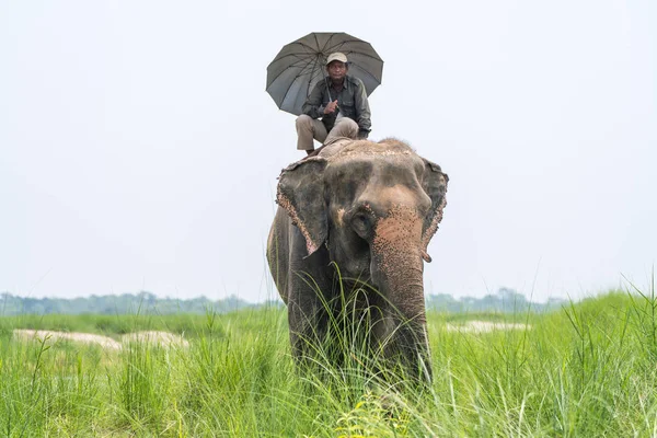 Mahout 或大象骑手骑着一只雌性大象的雨伞 尼泊尔奇旺国家公园 2018夏天 野生动物和乡村照片 亚洲象家畜 — 图库照片