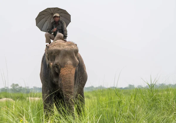 Mahout Cavalier Éléphant Avec Parapluie Chevauchant Éléphant Femelle Parc National — Photo