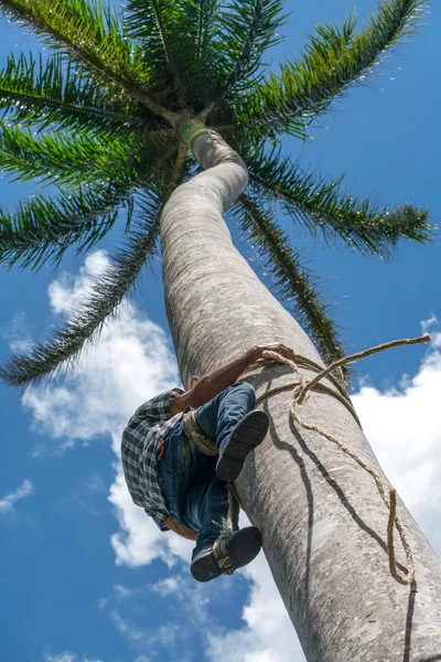 Vuxen Man Klättrar Tall Kokosnöt Träd Med Rep Att Coco — Stockfoto