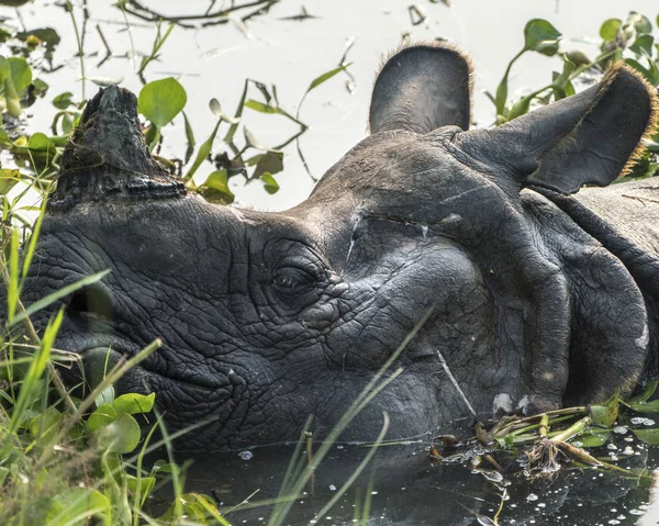 Ινδικός Ρινόκερος Ρινόκερου Μονόκερο Rhinoceros Μεγάλο Ινδικό Ρινόκερο Ένα Βάλτο — Φωτογραφία Αρχείου