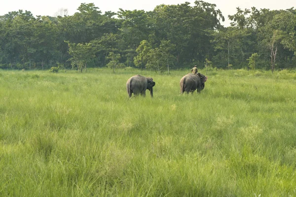 Mahout Eller Elefant Rider Med Två Elefanter Äng Djurliv Och — Stockfoto